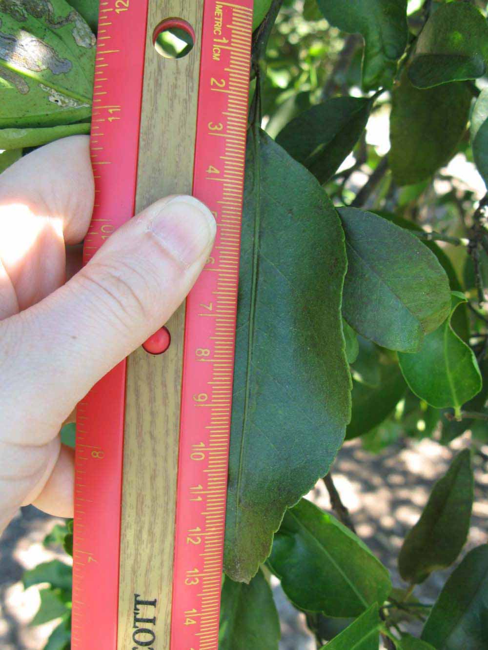              Unifoliolate leaf (Winter Haven, FL)       